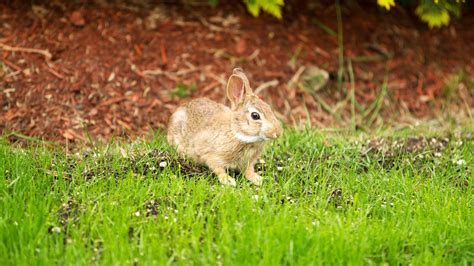 18 Plants That Repel And Keep Rabbits Out Of Your Yard