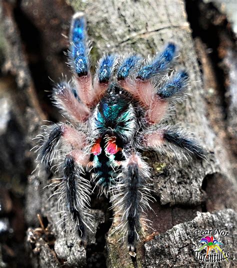 Typhochlaena seladonia (Brazilian Jewel Tarantula) An arboreal trapdoo ...