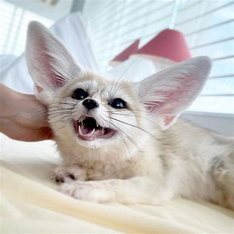 Fennec Fox Growth at Lynda Austin blog