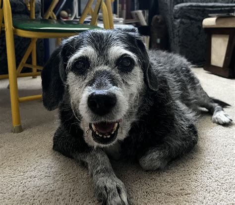 Scout (16) We had to say goodby 3 weeks ago. She added so much light to ...