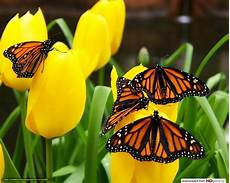 sfondi desktop fiori e farfalle scaricare gli sfondi farfalle sui fiori tulipani gialli sfondi desktop fiori e farfalle scaricare gli sfondi farfalle sui fiori tulipani gialli