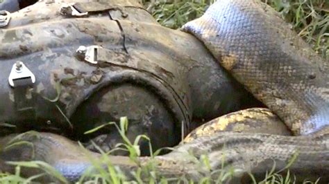 Anaconda Eats Man Discovery What Is The Biggest Snake In The World?