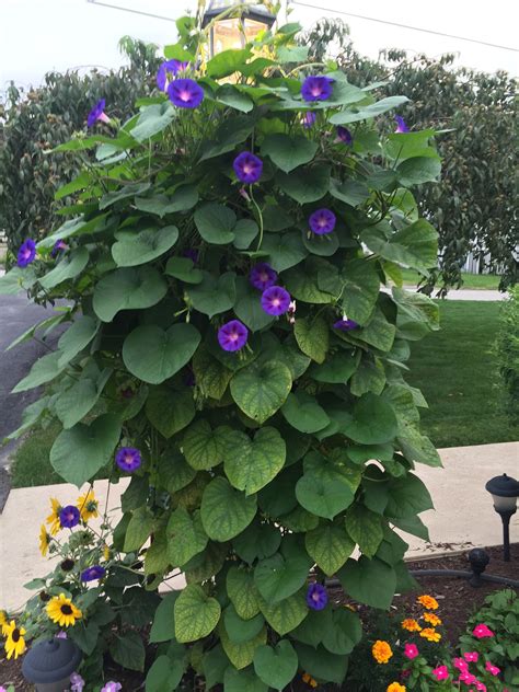 Tantos Luminancia tambor are morning glories perennials presentar ...