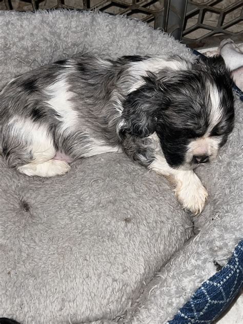 Male 2 Merle - Cocker Spaniel Puppy for Sale in Morehead, KY ...