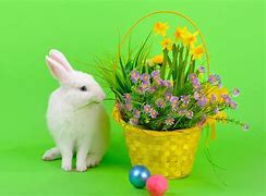 Image result for White Bunny with Pink Roses