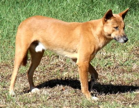 Gorgeous Dingo Pups - dingo Photo (3839529) - Fanpop
