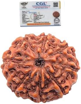 8 Mukhi Rudraksha Bead Indonesian,Java Rudraksha Lab Certified Natural ...