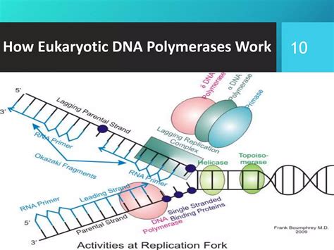 dna-and-rna-polymerases-160213130043 (1).pdf