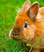 Image result for Blooming Bunnies Bakground