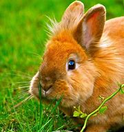 Image result for Cute Fluffy Baby Bunnies Palm Size