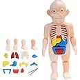 Buy TOY LINK Kids Human Body Model Toy Set Detachable Human Organs ...