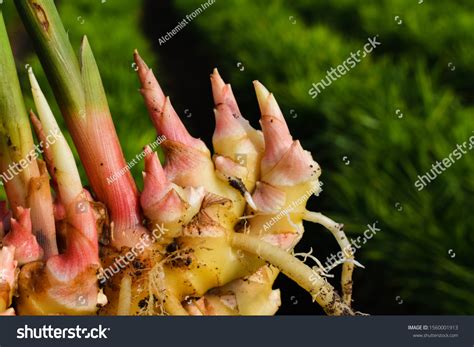 Zingiber Officinale Plant