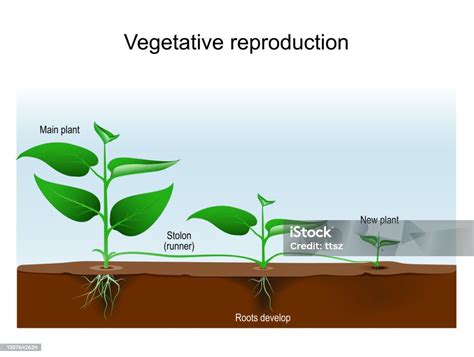 Image result for Vegetative Reproduction Daily Examples