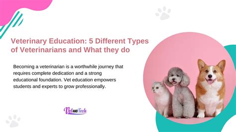 What Are All The Different Types Of Veterinarians at Dennis Marquis blog