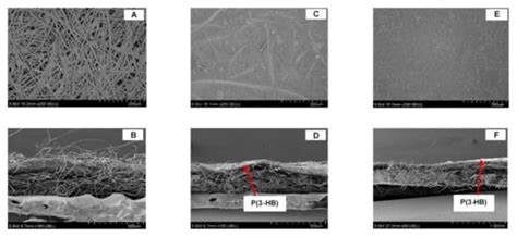 Biosynthesized Poly(3-Hydroxybutyrate) on Coated Pineapple Leaf Fiber ...