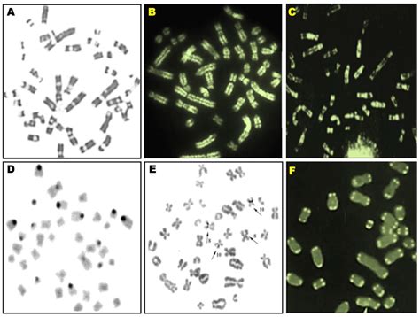 Breeding and Economic Aspects of Cytogenetic Screening Studies of Pigs ...