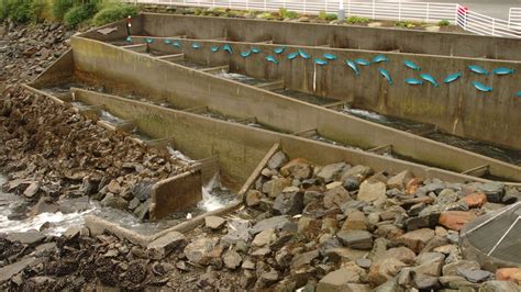 Deluxe Tour of Juneau | Disney Cruise Line