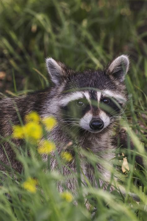 Photo Contest - Friends of the Forest Preserves