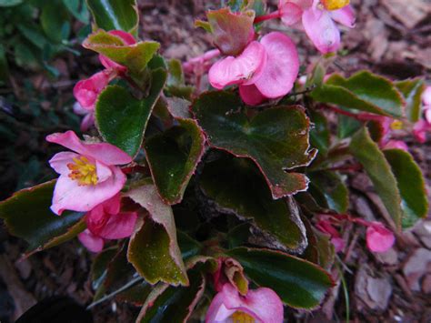 Wax Begonia | Wax begonia, Plants, Begonia