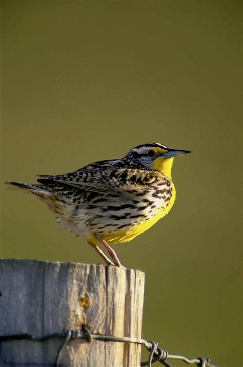 Nebraska State Bird – Western Meadowlark – 50States.com – 50states