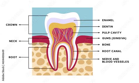Tooth 的图像结果
