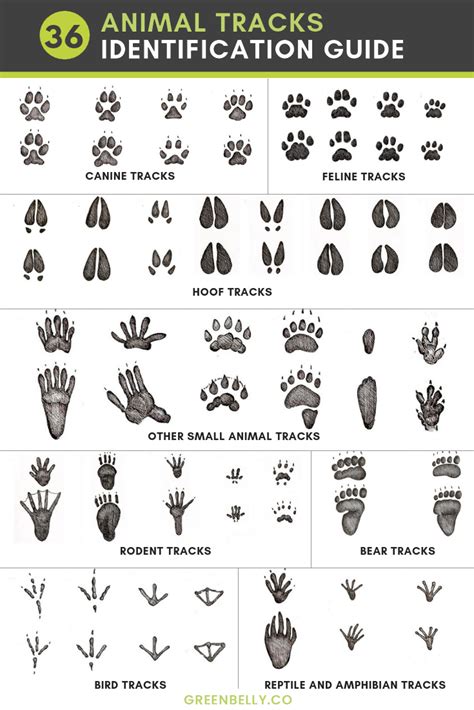 what is the most common animal allergy