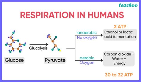 Anaerobic Respiration In Humans