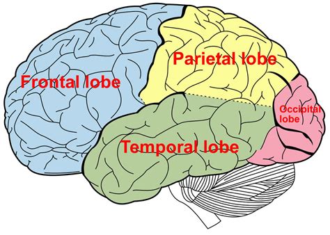 Temporal lobe anatomy, location, function, damage & epilepsy