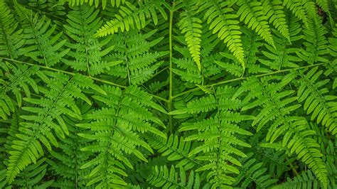 Bracken Fern Leaf