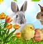 Image result for Cute Easter Images