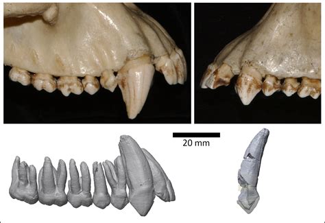 Human Lower Canine Teeth