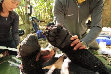 台灣黑熊受困陷阱濺血 保育協會︰改進套索管理使用 - 生活 - 自由時報電子報