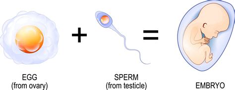 Image result for Human Fertilization Timeline