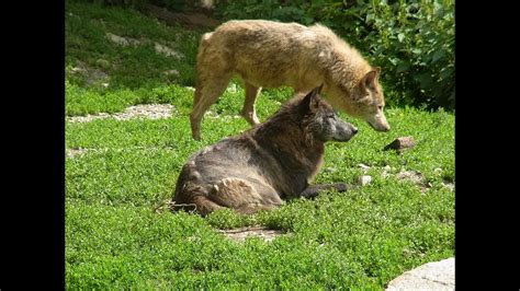 Image result for Wolves Howling Sleep Sounds
