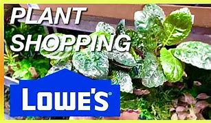 Image result for Www.Lowes.com Plants