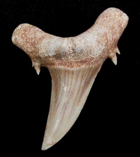 Striatolamia (Extinct Sand Tiger) Shark Tooth - Eocene (#3428) For Sale ...