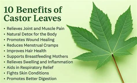 Horseradish Leafy Delights: Top 10 Culinary Creations - sharingideas.me