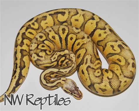 Superfly Ball Python 的图像结果