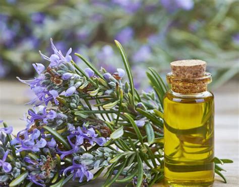 30 Types of Essential oils their Benefits, Uses and Side effects | FITPASS
