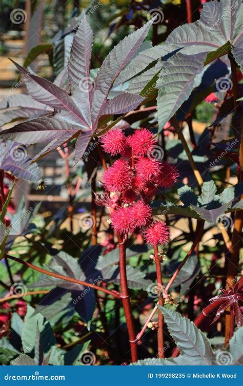 Castor Bean Ricinus Communis Spiny Red Seed Pods and Leaves Vertical Stock Image - Image of ... - genus of mediterranean plants with spiny leaves