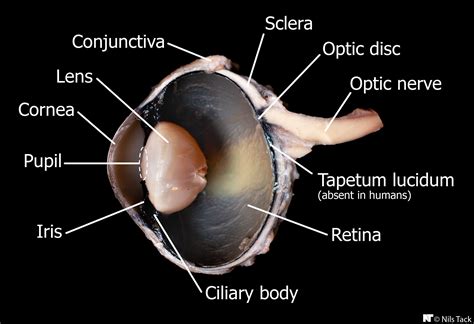 Cow eye - internal anatomy | Cow eyes, Eye anatomy, Medical anatomy
