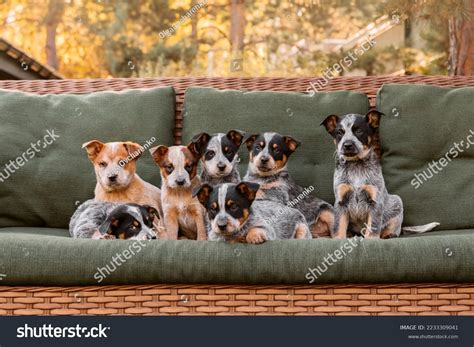 Australian Cattle Dog Hound Mix
