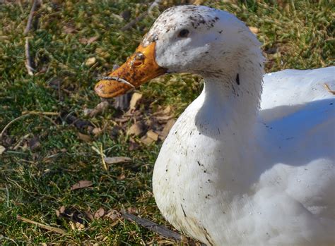 Can Dogs Eat Duck