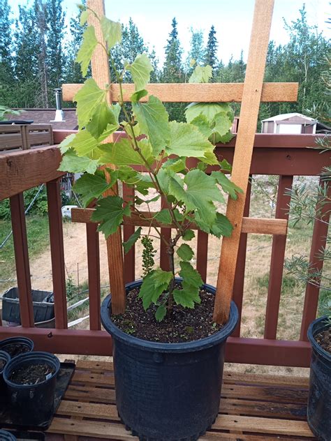 Growing Grape Vine In Pots at Robbin Wood blog