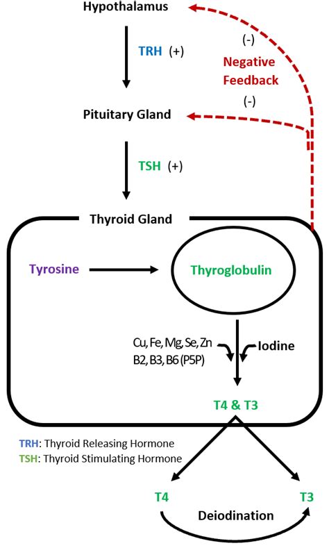 Image result for Thyroid Testing Algorithm
