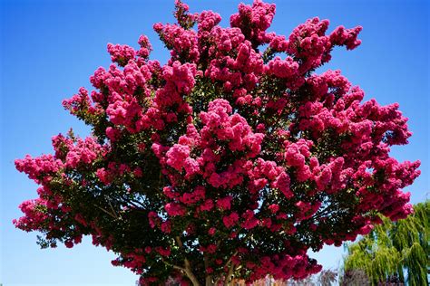Lagerstroemia 'Tonto' Crepe Myrtle 13" Pot - Hello Hello Plants