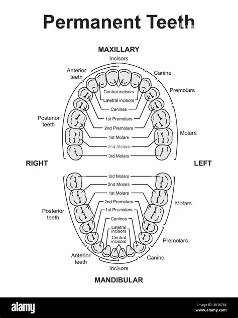 Teeth Anatomy Number Chart