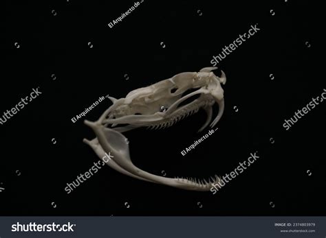 Snake With Skull Royalty-Free Images, Stock Photos & Pictures ...