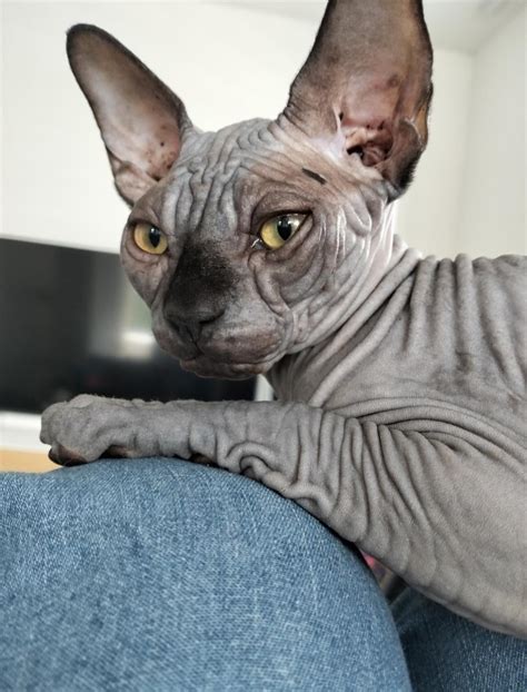 Sphynx + Winter... How cold is too cold? : r/sphynx