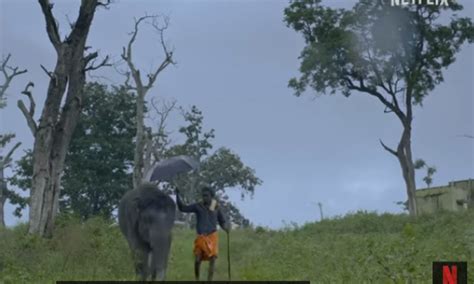Official Trailer: The Elephant Whisperers | Netflix India - Bollywood ...